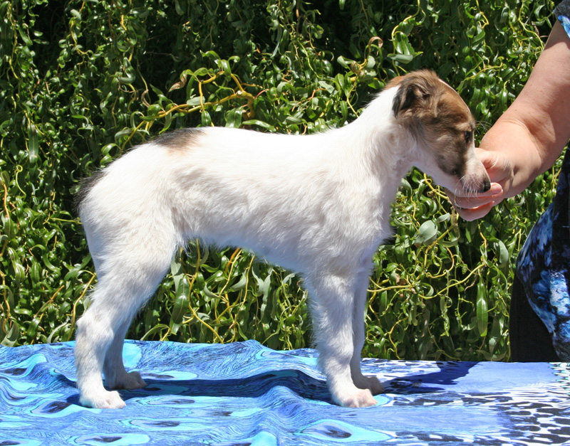 5 weeks - Boy 1 right